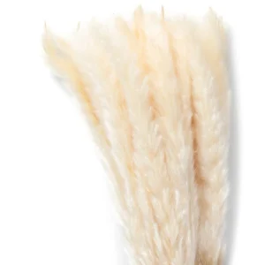 Bukiet Suszek Lanati Naturalnych 75 Cm