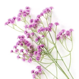 Galazka Cladel Sztuczna Rozowa 63 Cm