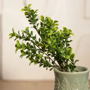 Galazka Sztuczna Farve Bukszpan 38 Cm