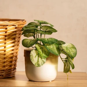 Roslina Sztuczna Semela Epipremnum Zlocista 18 Cm